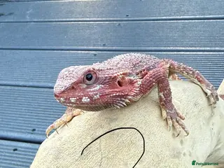 Bearded Dragon reptiles Red Monster - Advert 4