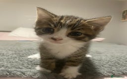 Mixed Breed cats for sale: Kittens ready for their forever home.  - Image 1