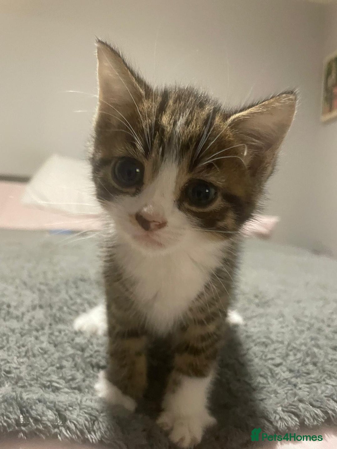 Mixed Breed cats for sale: Kittens ready for their forever home.  - Image 1