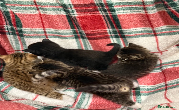 Domestic Shorthair cats - Advert 19