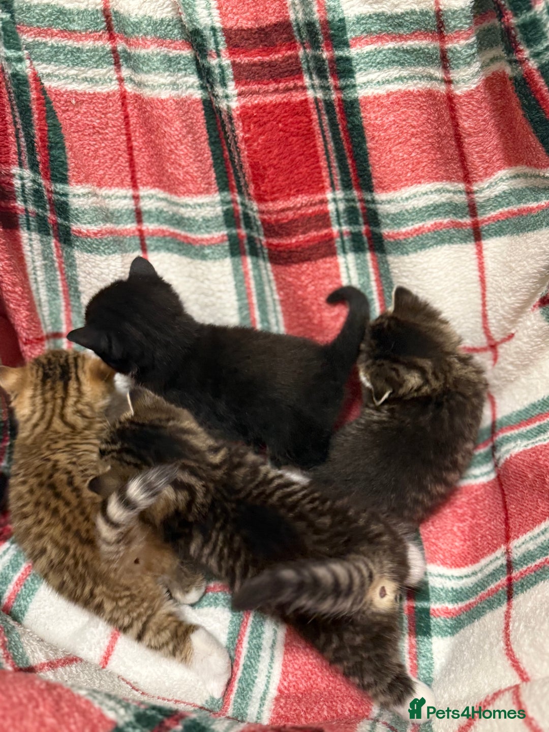Domestic Shorthair cats for sale: Beautiful Kittens available - Image 9