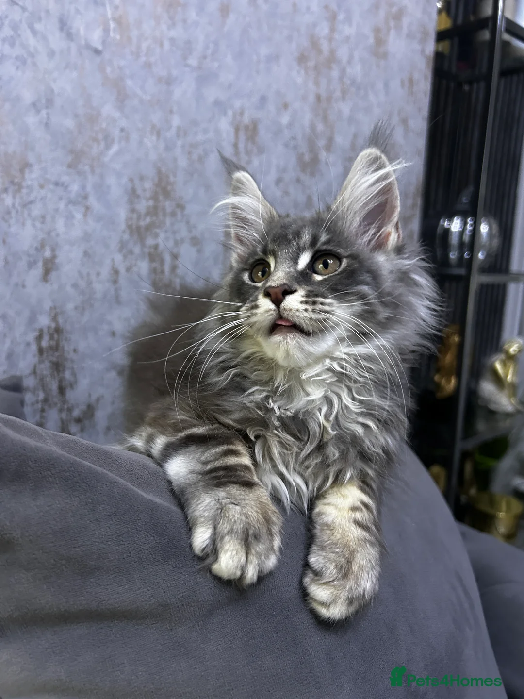 Maine Coon cats for sale: Maine Coon girl ready to go now. - Advert 4