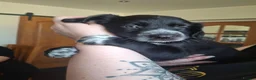 Mixed Breed dogs for sale: Kelpie cross spaniel pups - Advert 6
