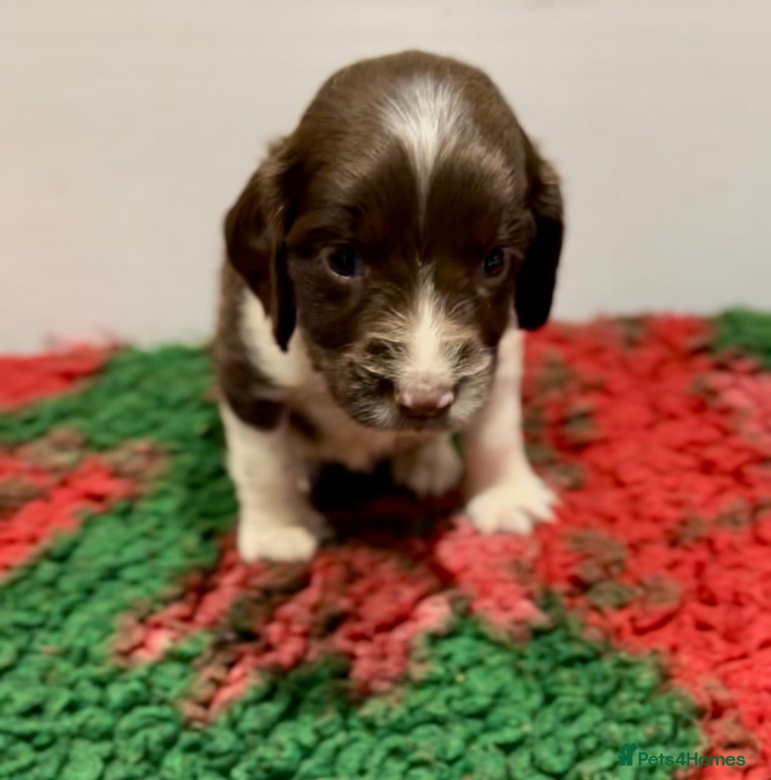 English Springer Spaniel dogs for sale: KC Working English springer spaniel puppies - Advert 21