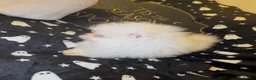 Pomeranian dogs for sale: Perfect Pomeranian’s  - Advert 4