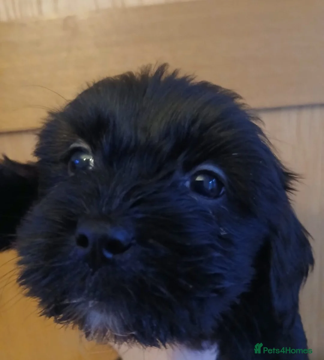 Mixed Breed dogs for sale: 4 beautiful female shipoos available now  - Advert 2