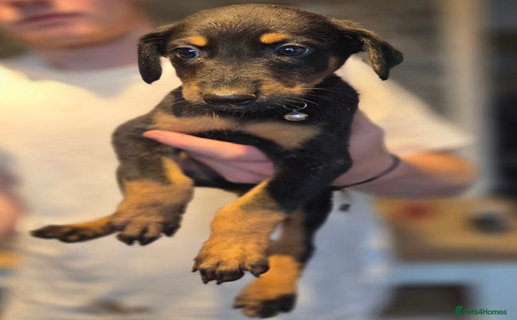 Mixed Breed dogs - Advert 2