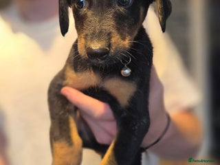 Mixed Breed dogs - Advert 2