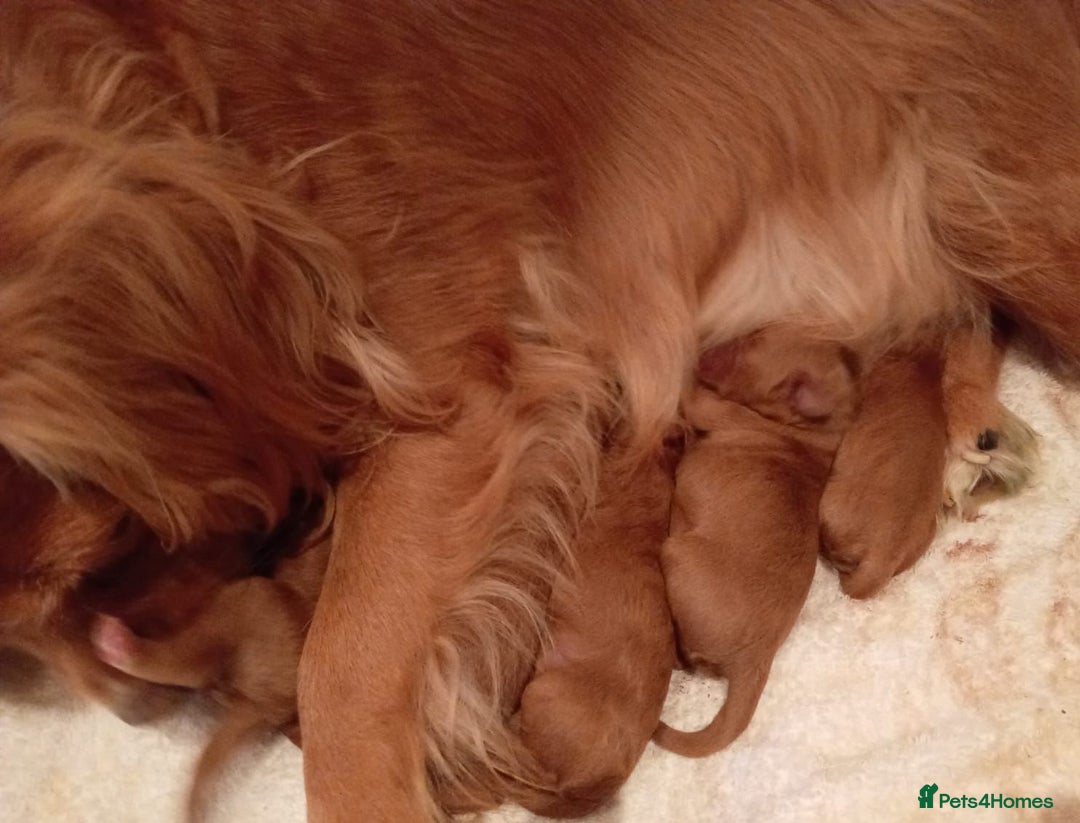 Cavapoo dogs for sale: F1 Cavapoo Pups  - Image 16