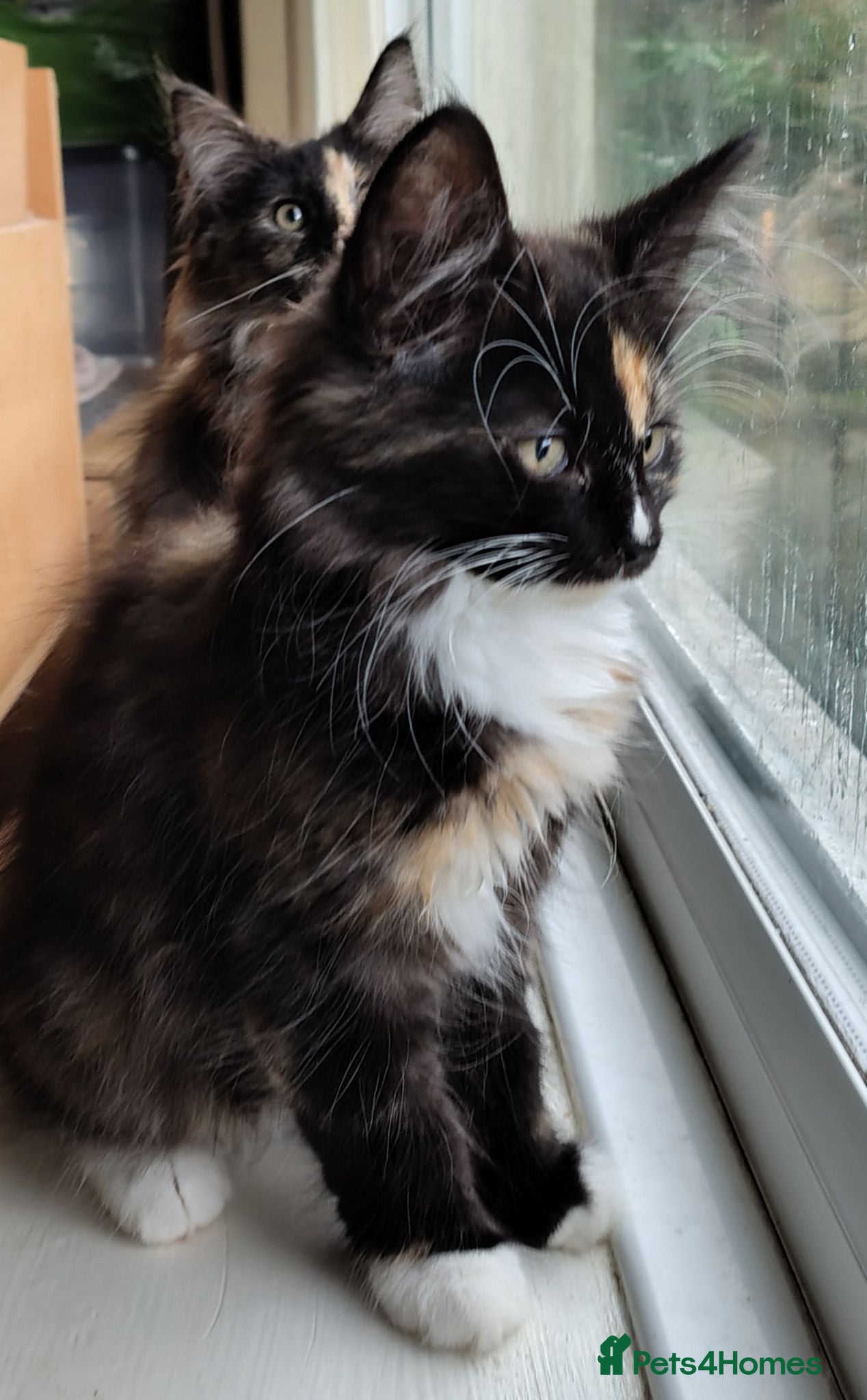Norwegian Forest Cat cats Beautiful pedigree Norwegian Forest kittens  - Advert 18