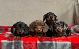 Miniature Dachshund dogs for sale: STUNNING DACHSUND PUPPIES  - Image 5