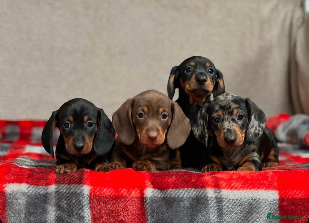 Miniature Dachshund dogs for sale: STUNNING DACHSUND PUPPIES  - Image 5