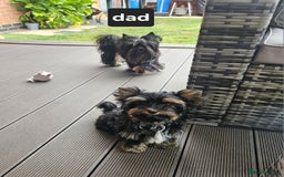 Yorkshire Terrier dogs for sale: Yorkshire Terrier Carrier- tan and black  - Image 5