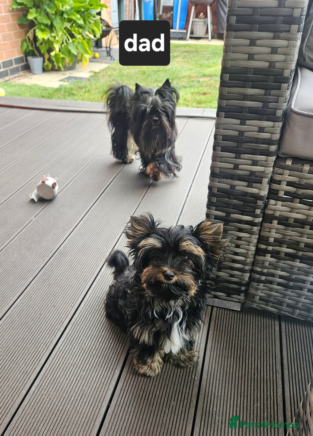 Yorkshire Terrier dogs for sale: Yorkshire Terrier Carrier- tan and black  - Image 5