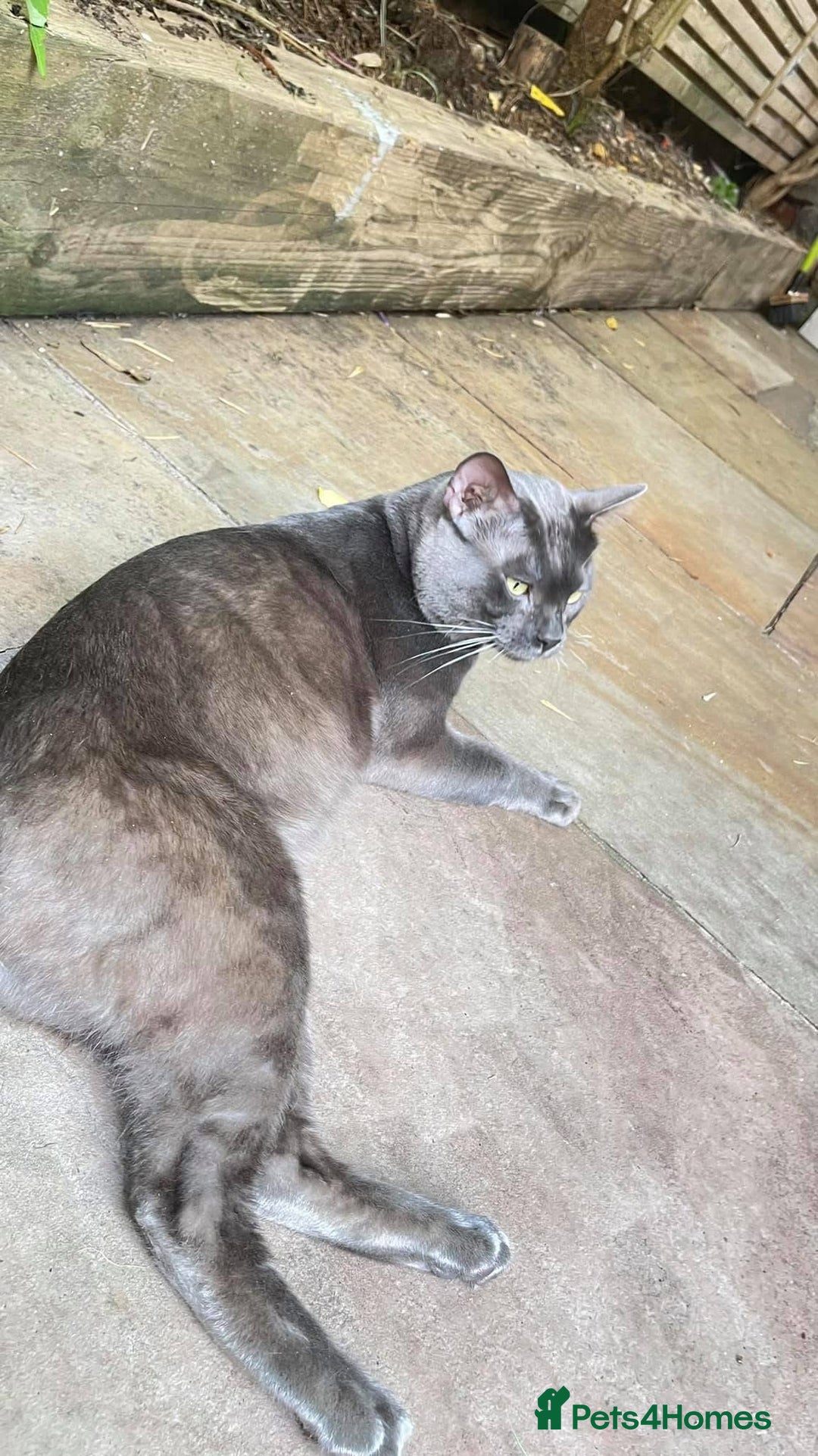 Bengal cats for sale: Looking for the best homes for our retired Bengals - Image 16