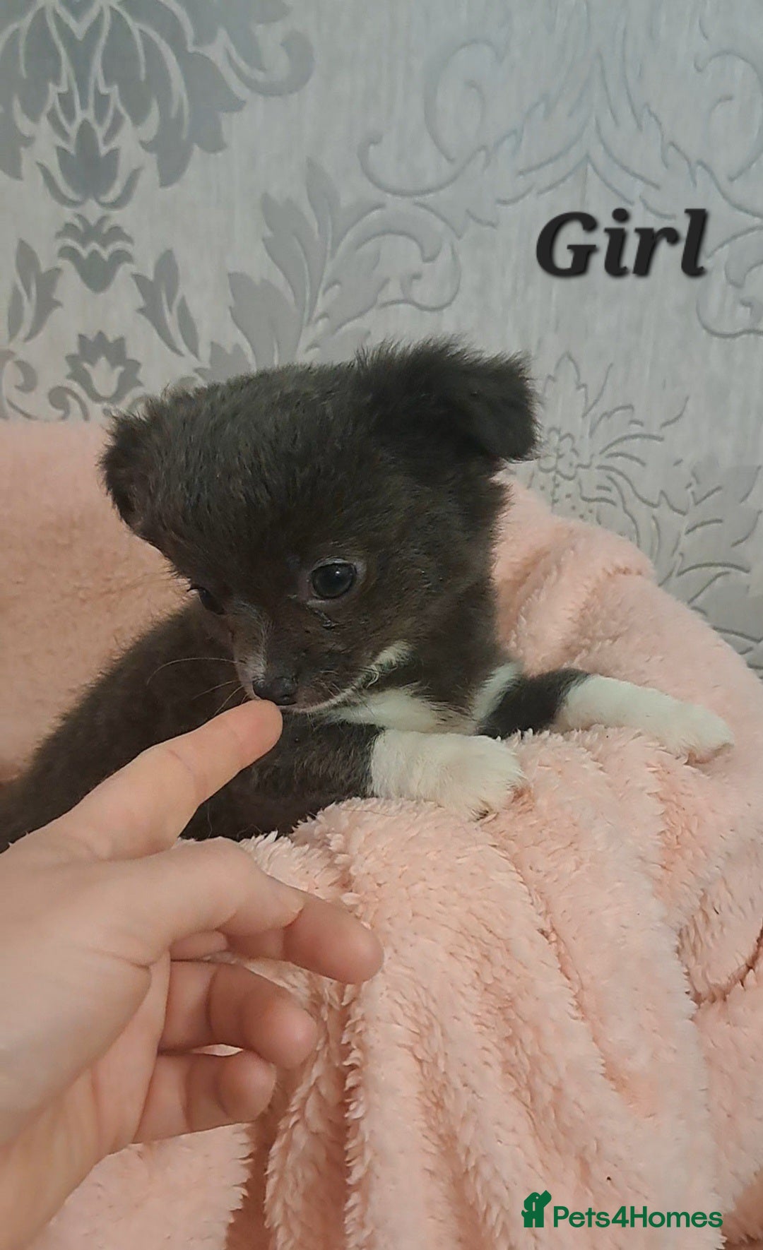 Chihuahua dogs Meet Trixie & Bluebell 2 long coat girl chihuahuas - Advert 21