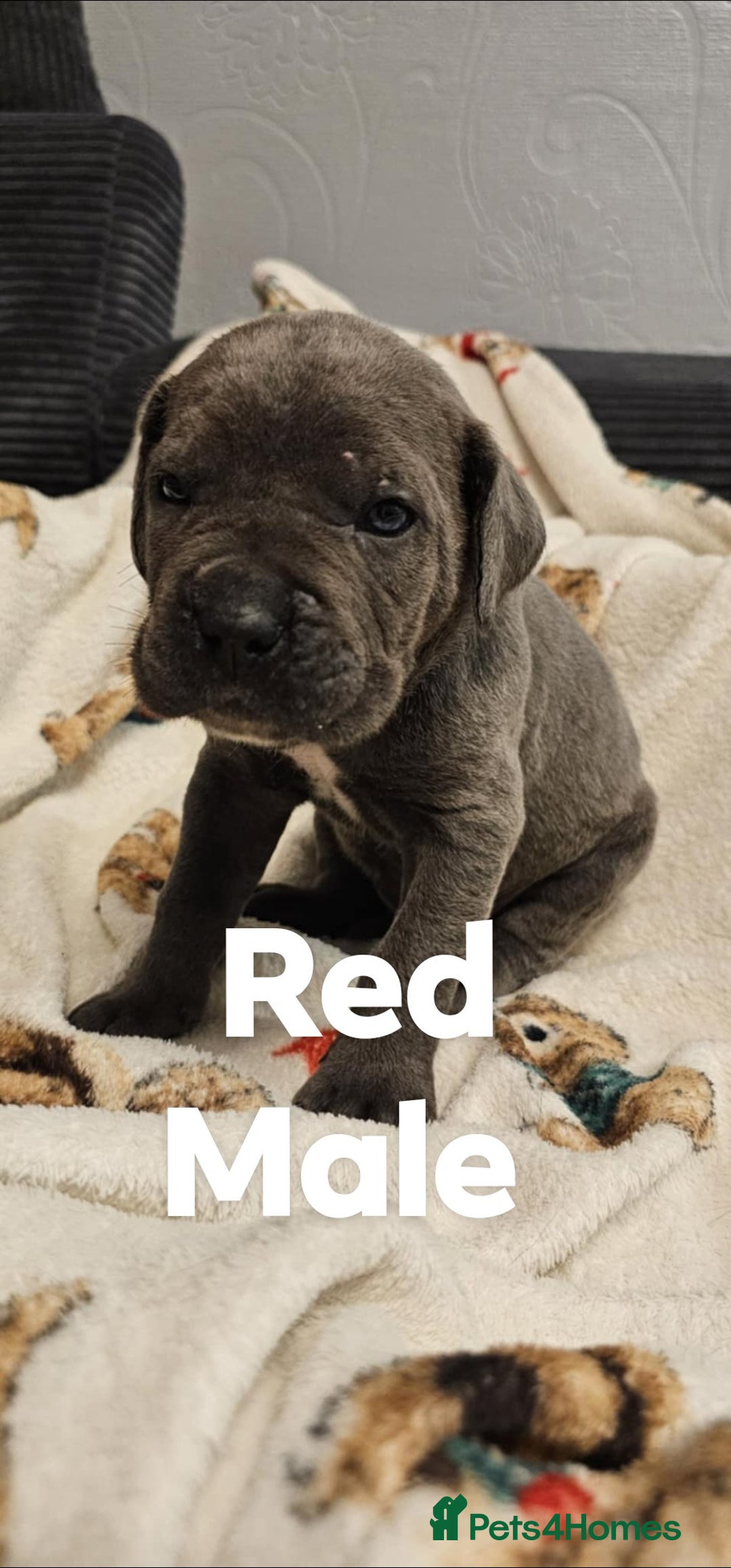 Cane Corso dogs for sale: Purebred Cane Corso Puppies – Ready to Reserve - Advert 4
