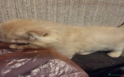 Scottish Fold cats for sale: !1 LEFT! BEAUTIFUL SCOTTISH FOLDS FOR SALE - Image 17