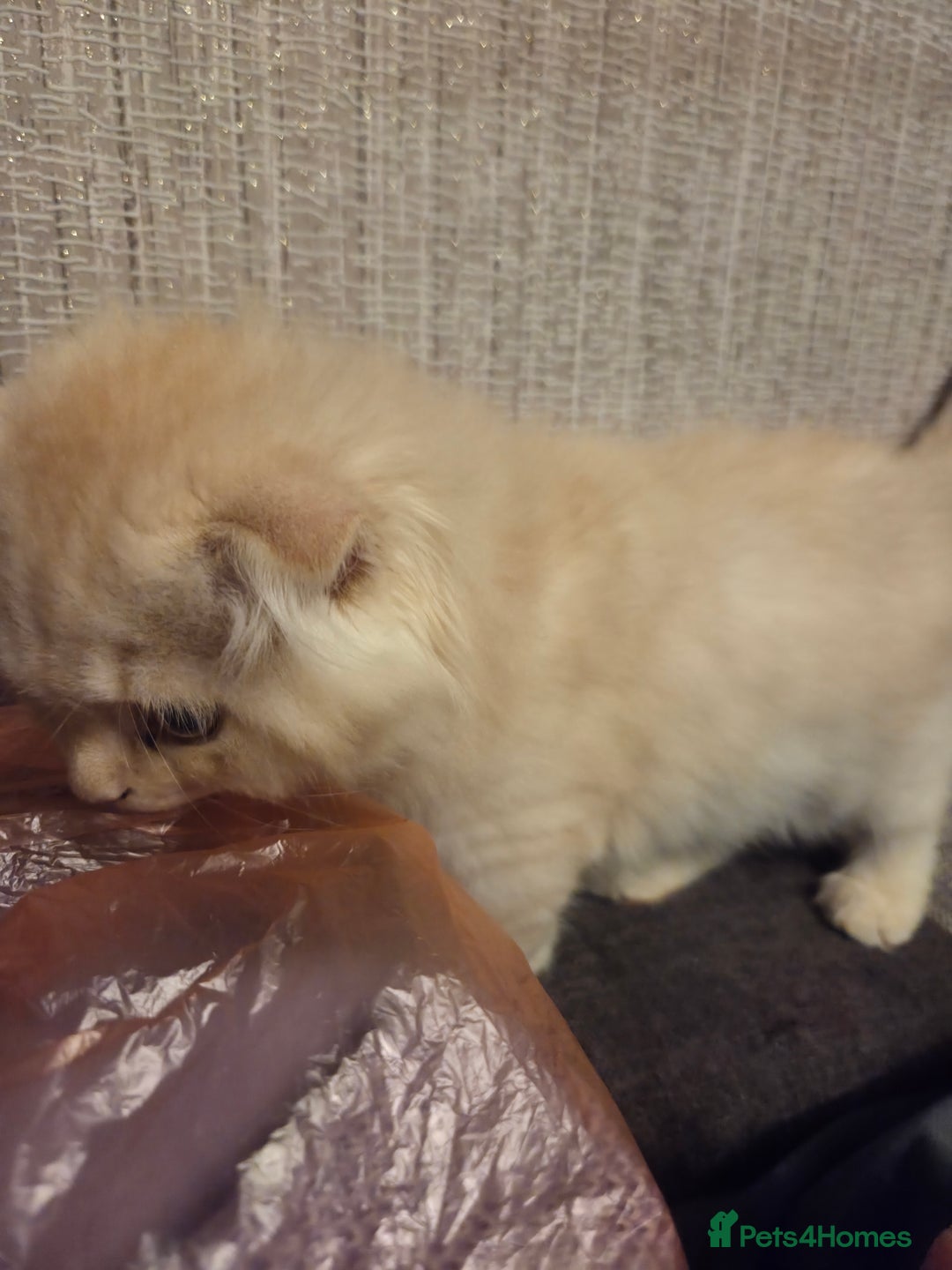 Scottish Fold cats for sale: !1 LEFT! BEAUTIFUL SCOTTISH FOLDS FOR SALE - Image 17