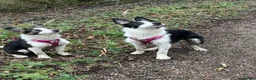 Mixed Breed dogs for sale: Two border collie X Kelpie 8 month old Girls  - Advert 2