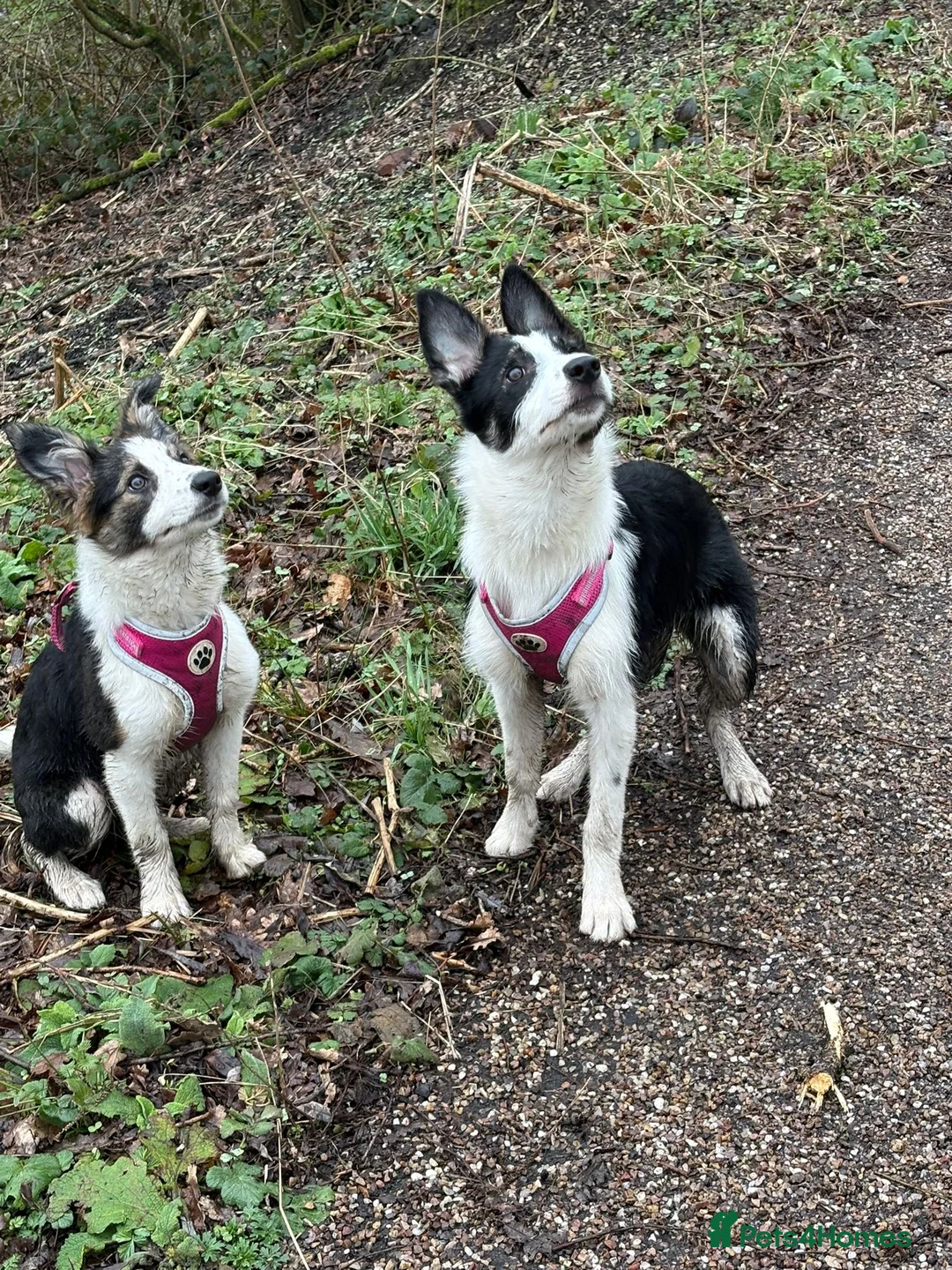 Mixed Breed dogs for sale: Two border collie X Kelpie 8 month old Girls  - Advert 2