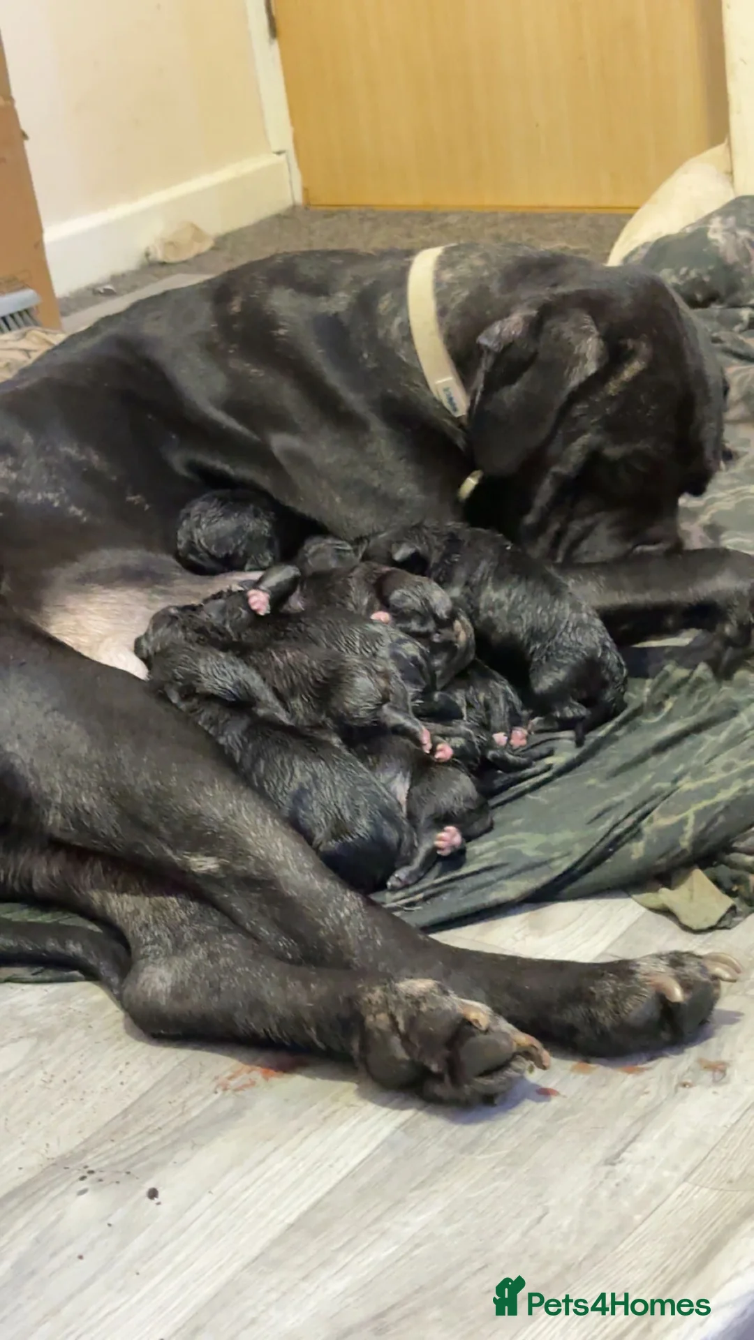 Cane Corso dogs for sale: Cane corso puppies - Advert 1