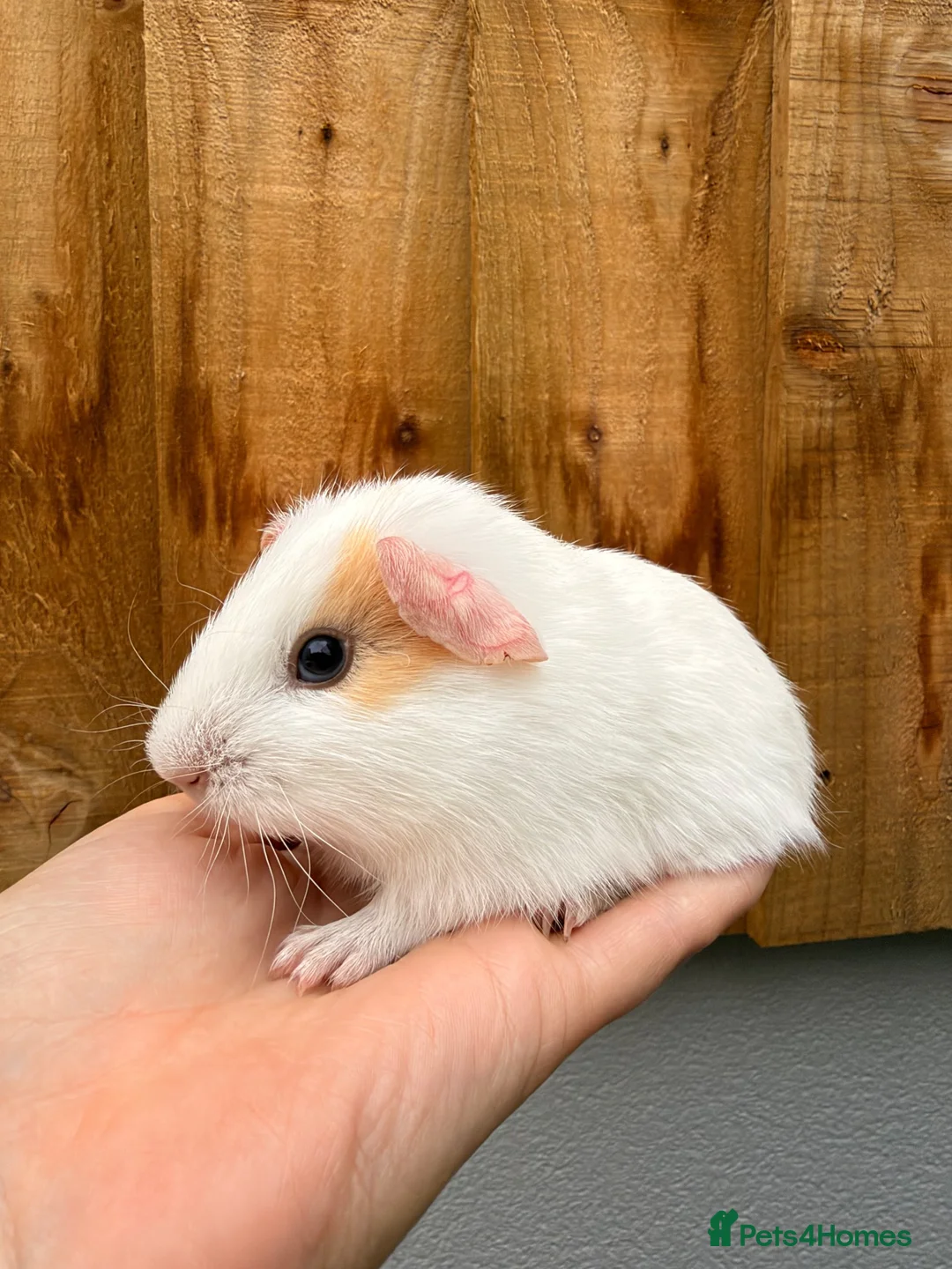 Guinea Pig rodents for sale: Baby boars - Advert 4