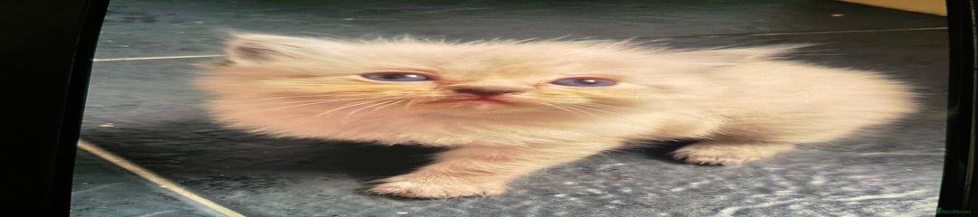 Ragdoll Kitten 2
