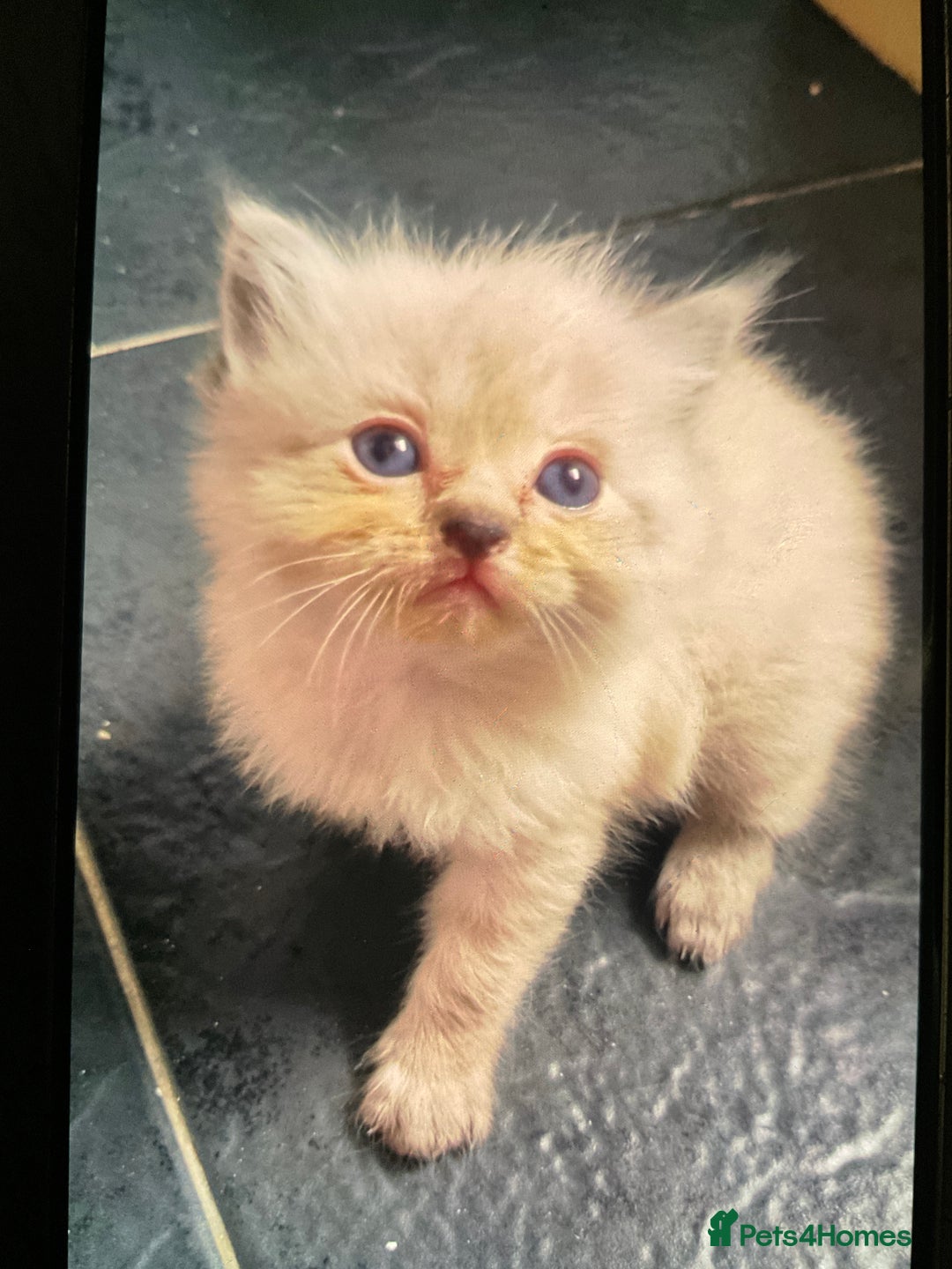 Ragdoll cats for sale: Ragdoll kittens - Image 3