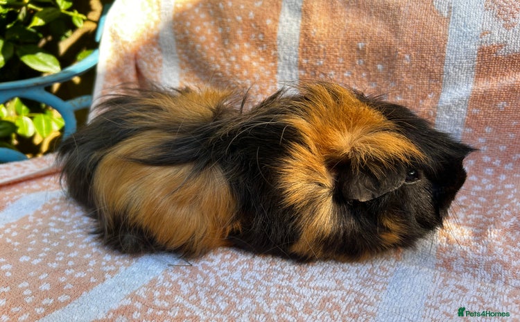 Guinea Pig rodents - Advert 3