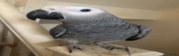 Parrots birds for sale: Super silly Congo baby African grey set up  - Advert 6