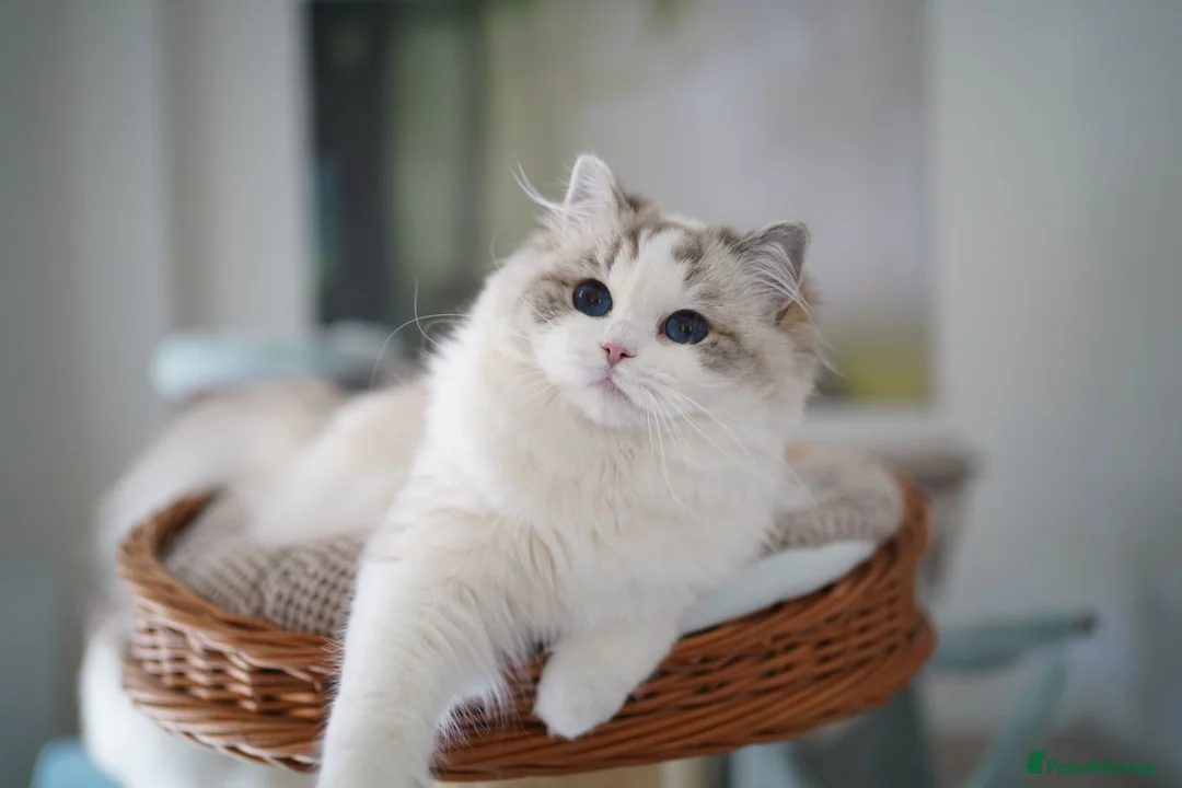 Ragdoll cats for sale: TICA registered seal lynx bicolor boy  - Advert 2