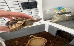 Tortoise reptiles for sale: 2 Hermann tortoises plus enclosure for sale - Image 3
