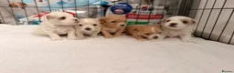 Maltipoo dogs for sale: Gorgeous maltipoo F2 - Advert 1