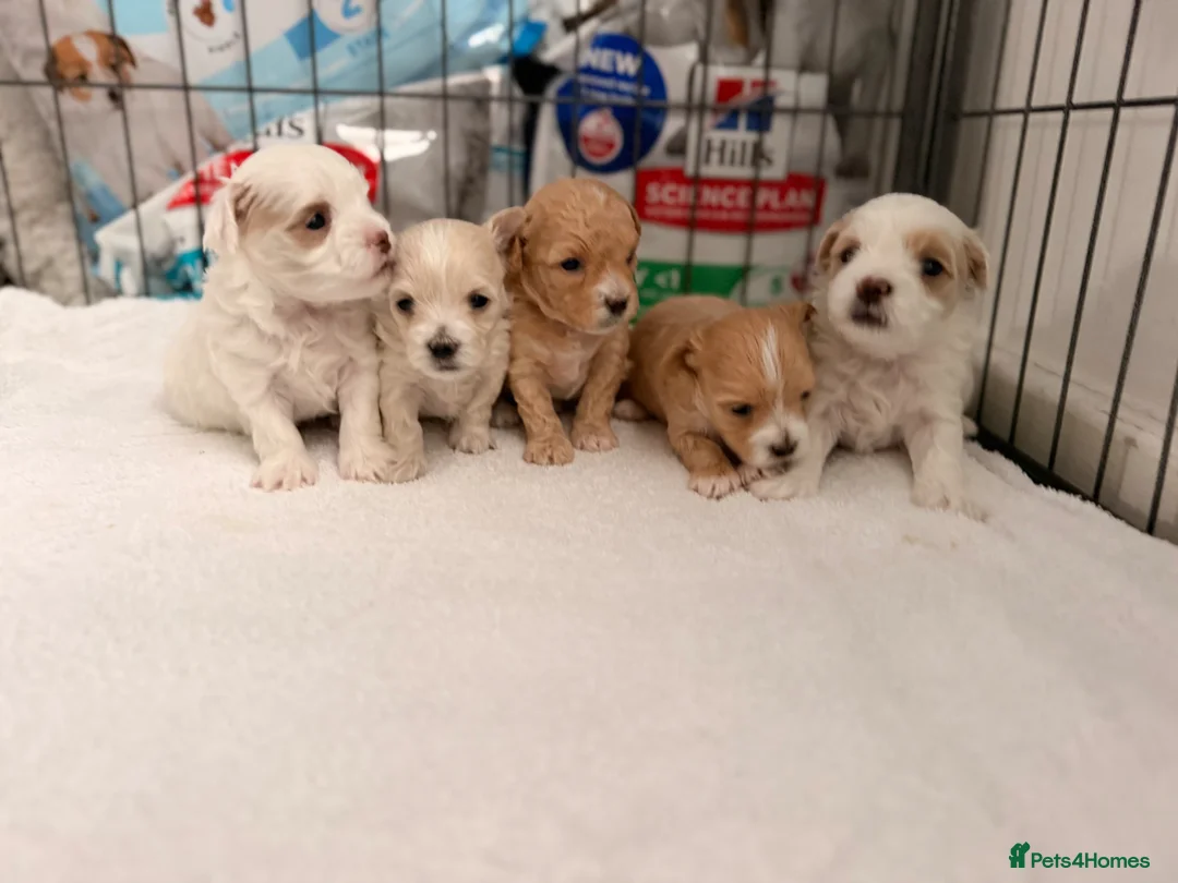 Maltipoo dogs for sale: Gorgeous maltipoo F2 - Advert 1