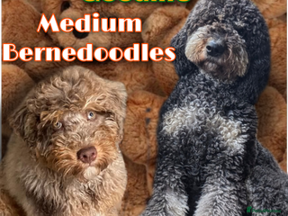Bernedoodle dogs - Advert 1