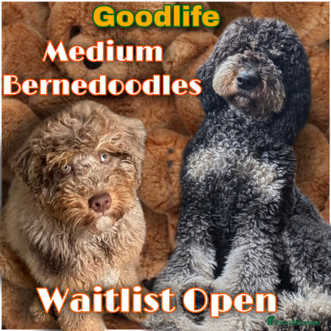 Bernedoodle dogs - Advert 1