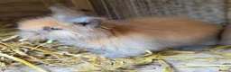 Angora rabbits for sale: Angora collection Ready - Advert 14