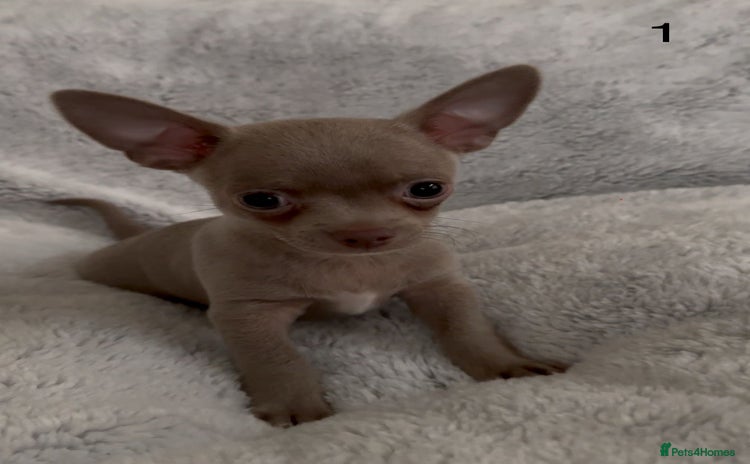 Chihuahua dogs - Advert 2