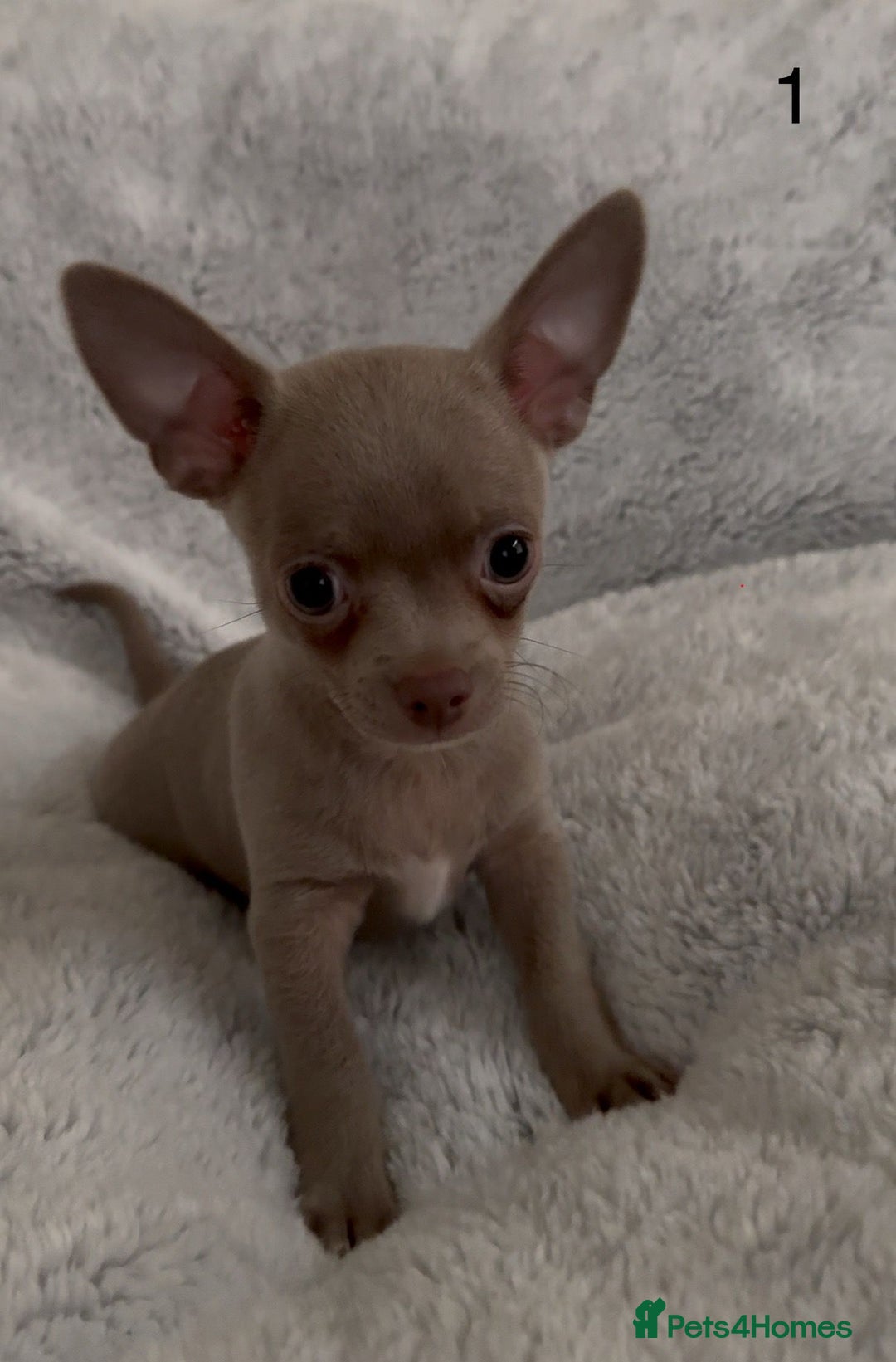 Chihuahua dogs for sale: Beautiful chihuahua pups - Image 1