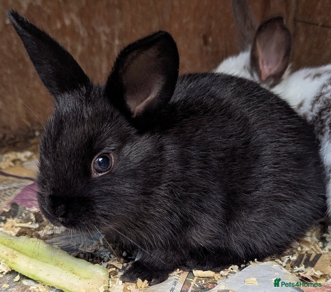 Rex rabbits for sale: Stunning baby rabbits - Image 11
