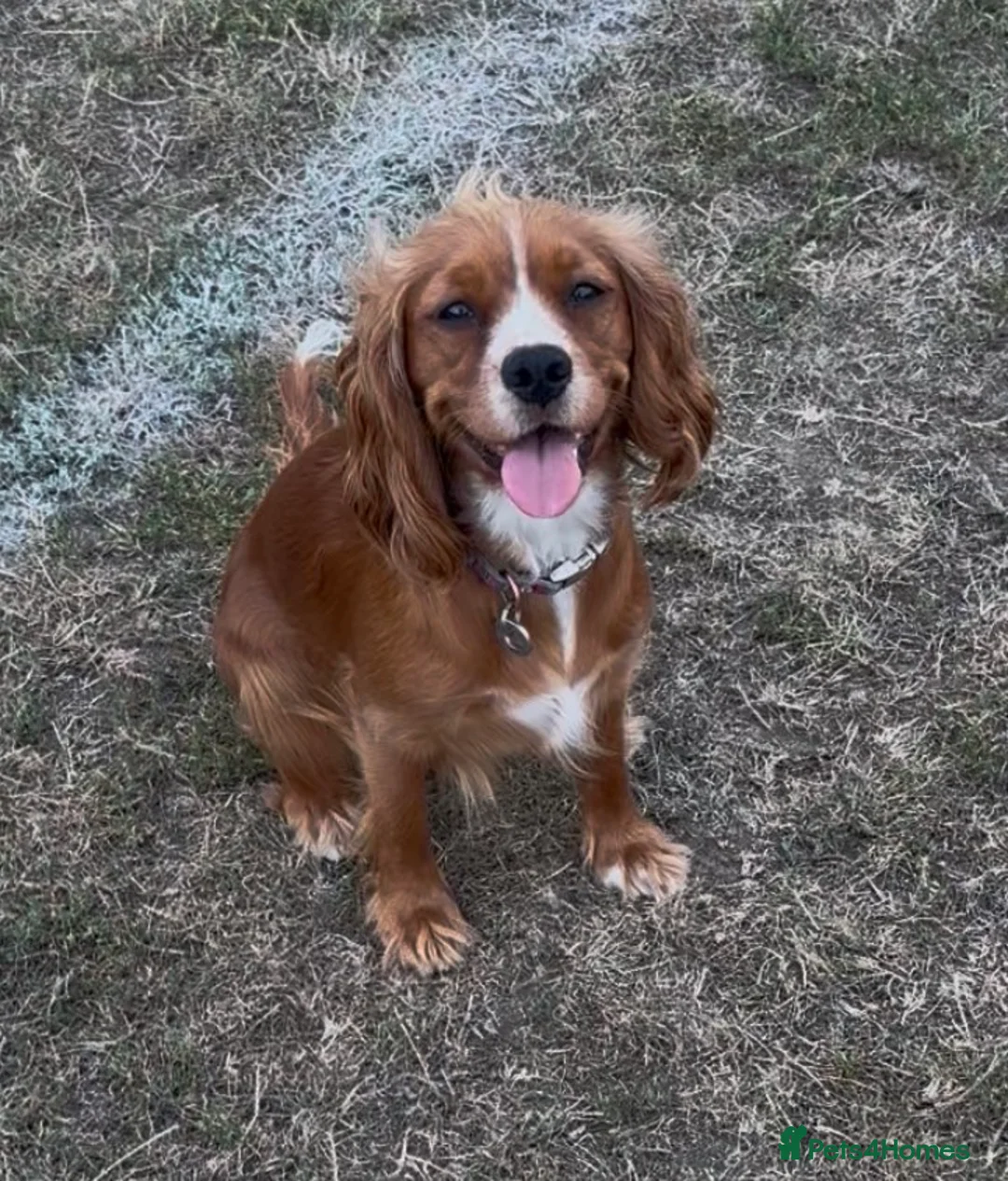 Mixed Breed dogs for sale: Cockalier (King Charles Spaniel) X Dachshund Cross - Advert 2