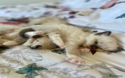 Ragdoll cats for sale: Ragdoll Kittens - Image 7