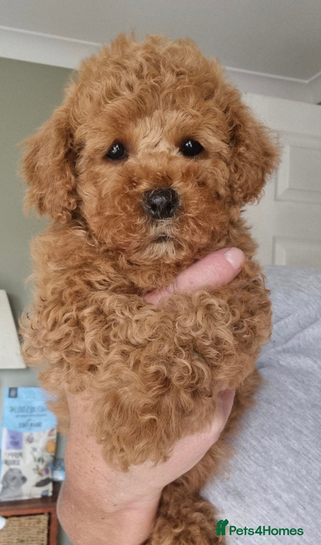 Maltipoo dogs 🐶 Ready to leave 🐾 Maltipoo Girls - Advert 4