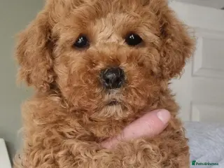 Maltipoo dogs 🐶 Ready to leave 🐾 Maltipoo Girls - Advert 4