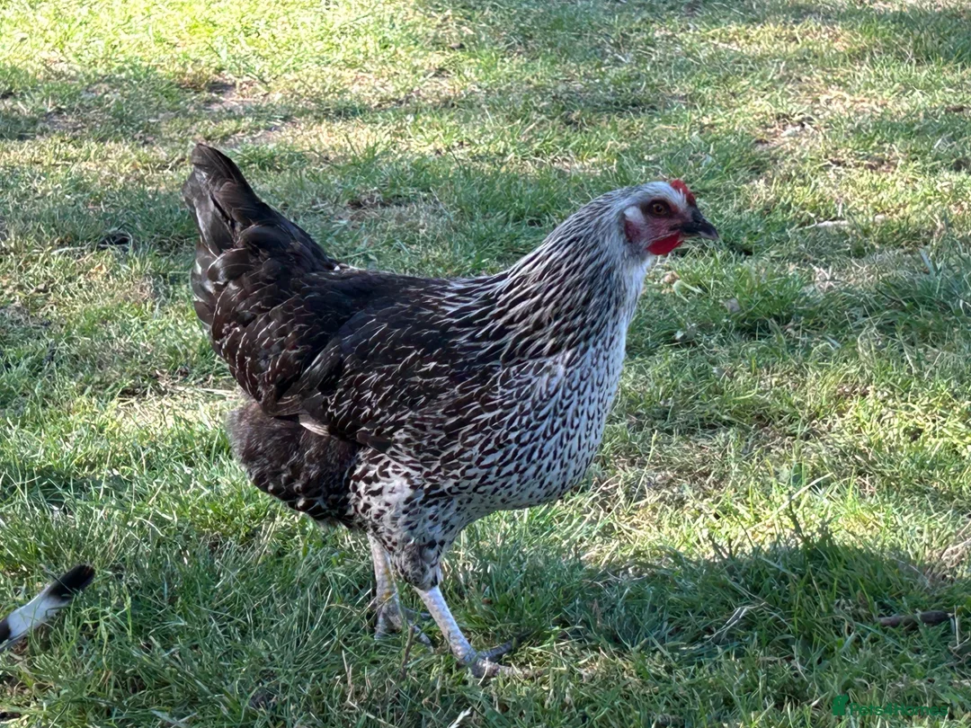Chickens poultry for sale: Point of lay and and peekin chicks  - Advert 13