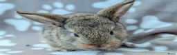 Mini Lop rabbits for sale: Mini Lop Rabbits - Advert 4