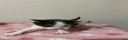 Mixed Breed cats for sale: Gorgeous Kittens  - Advert 7