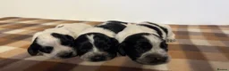 Cocker Spaniel dogs for sale: Working cocker spaniel puppies  - Advert 13