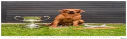 Labrador Retriever dogs for sale: KC Registered Fox Red Labrador Puppies in Cambridge - Advert 4
